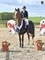Caitlin Jolly & Indy IV win the Scottish Branch 1.10m Amateur Championship 2025